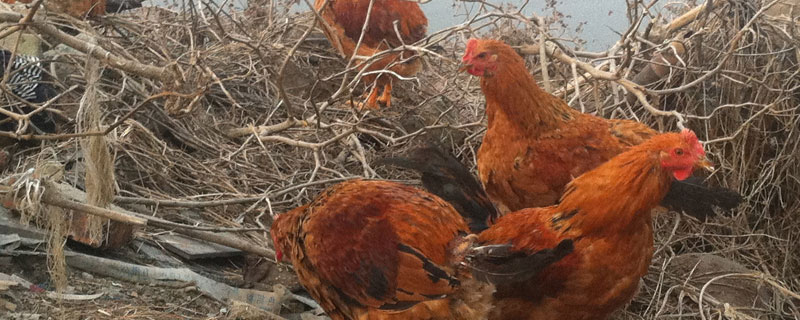 雞痘疫苗的接種方法