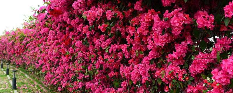 適合廣東種植的花卉