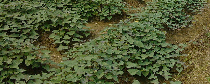 紅薯栽培方法