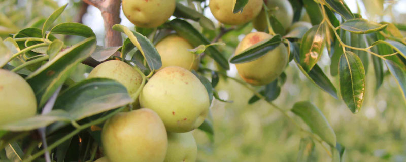 冬棗發白技術要點