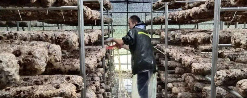 香菇注水后管理要點