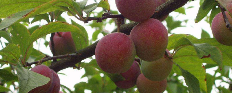 優(yōu)質(zhì)李子苗品種介紹