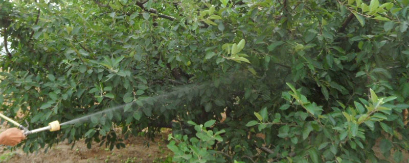 果樹什么時候打藥