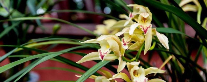 蘭花的養殖方法和5個注意事項