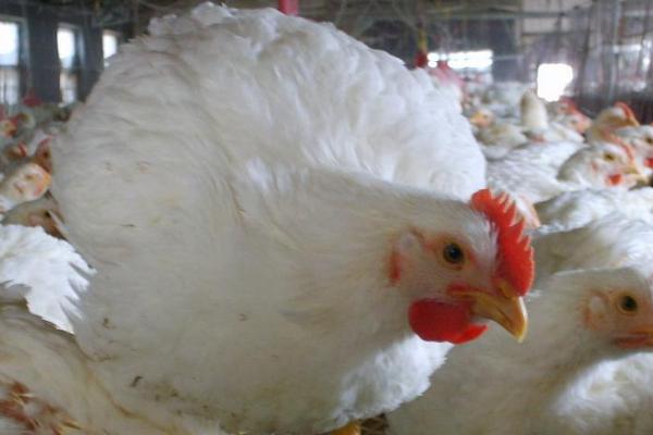肉雞增重秘方