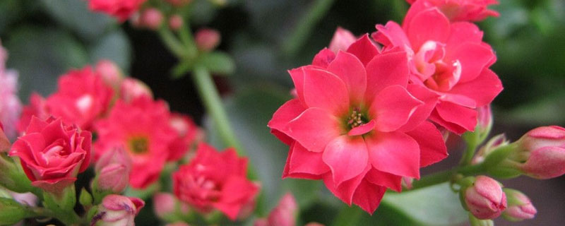 福壽花的種植過程