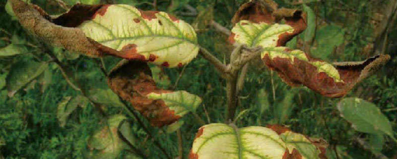 果樹黃葉怎么處理