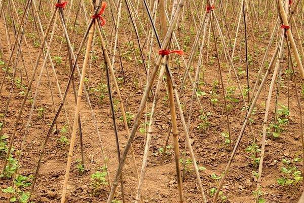 豇豆大棚種植技術