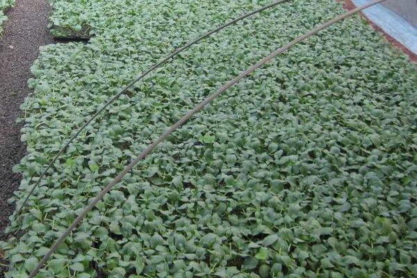 豇豆大棚種植技術