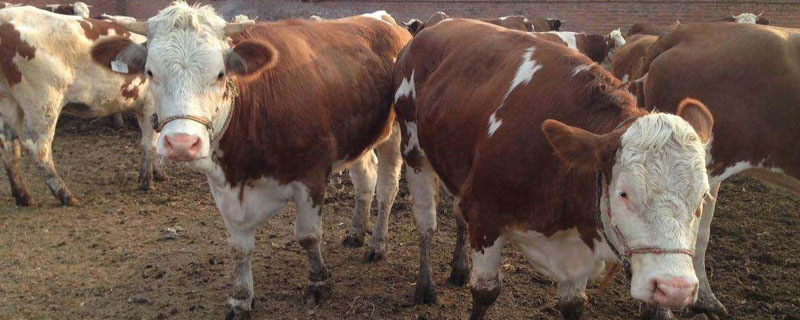 養(yǎng)牛的禁忌