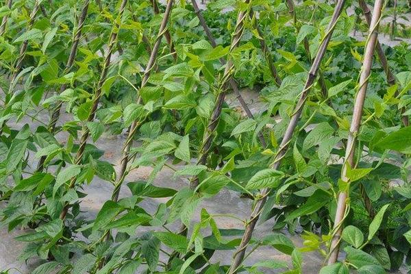 豇豆大棚種植技術