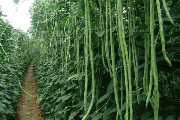 豇豆大棚種植技術