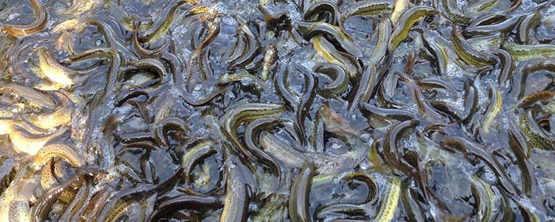 北方適合養殖的項目