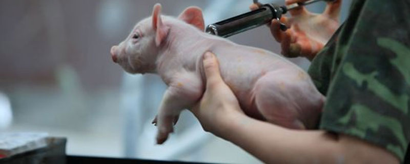 豬瘟疫苗什么時候打