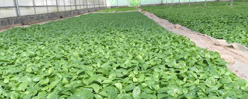 何首烏種植技術