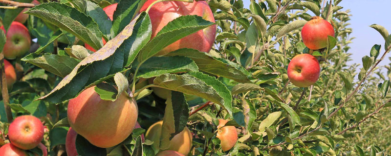 適合河北種植的果樹