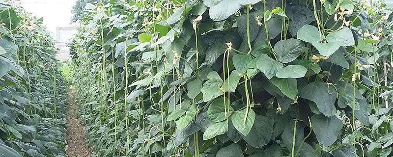 豇豆大棚種植技術