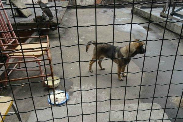 養殖狗的技術方法