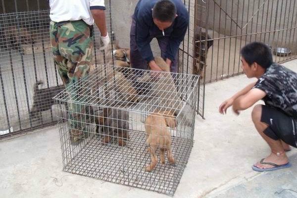 養殖狗的技術方法