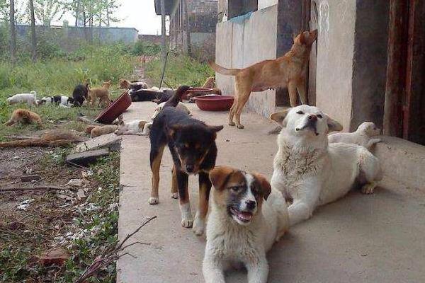 養殖狗的技術方法