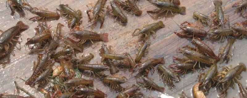 小龍蝦缺氧的急救辦法