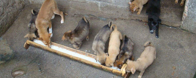 養(yǎng)殖狗的技術(shù)方法