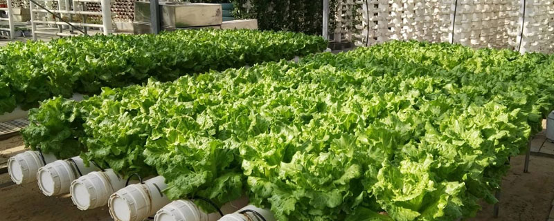 蔬菜無土立體種植技術(shù)