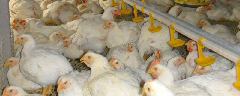 肉雞增重秘方