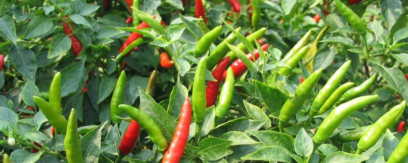 海椒種植時間和方法