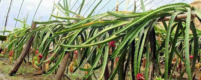 北方火龍果樹種植