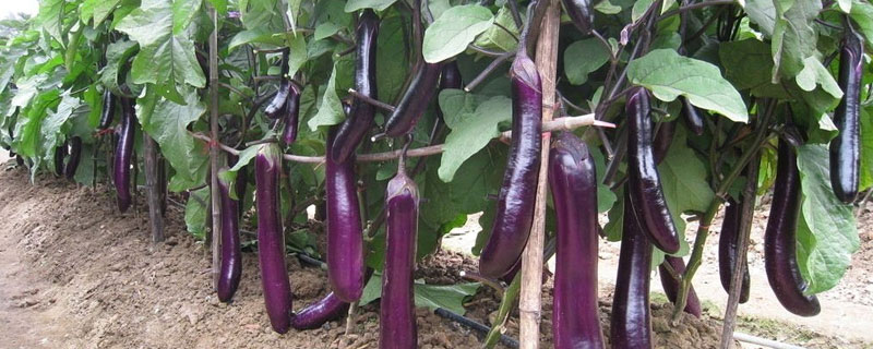 茄子田間管理技術要點
