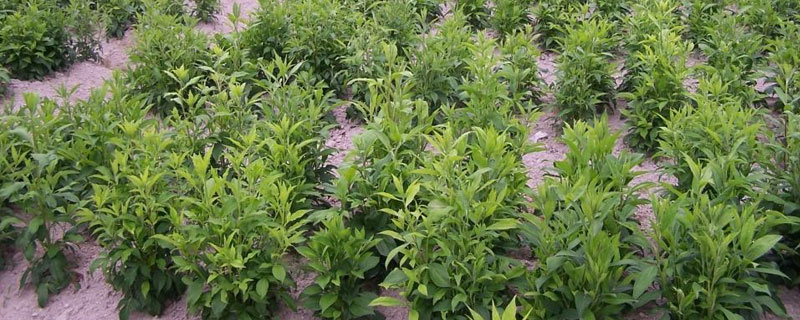 北蒼術的種植技術