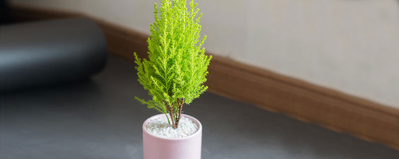 小香松的養殖方法