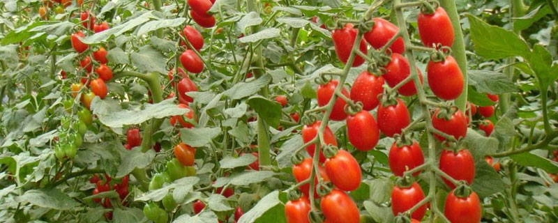 圣女果種植技術