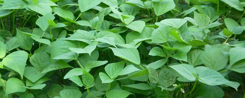 地豆種植時間和方法