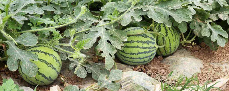 西瓜施肥時間及方法