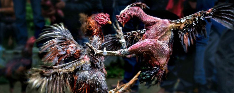 斗雞打架前十天怎么調養