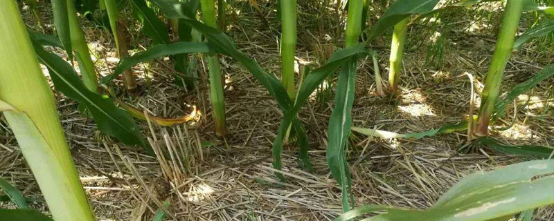 玉米常見病蟲害有哪些