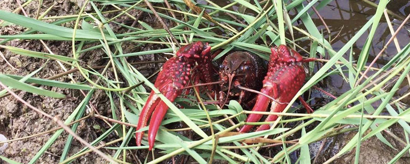 小龍蝦養殖項目