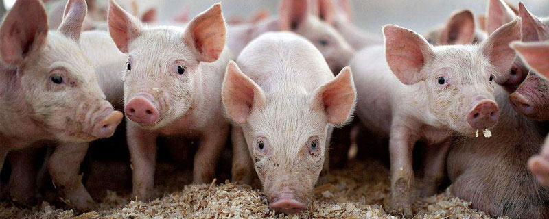 豬流鼻涕是怎么回事？怎么治療