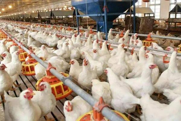 速成雞的養(yǎng)殖技術(shù)