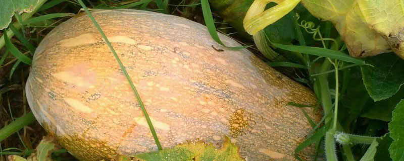 蜜本南瓜種植技術(shù)規(guī)程