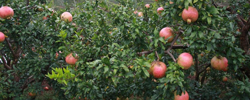 堿性土壤適合種植什么