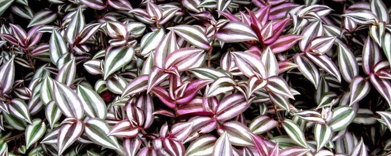 紫葉吊竹梅養殖方法