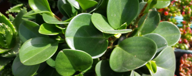 電腦寶寶的養殖方法和注意事項