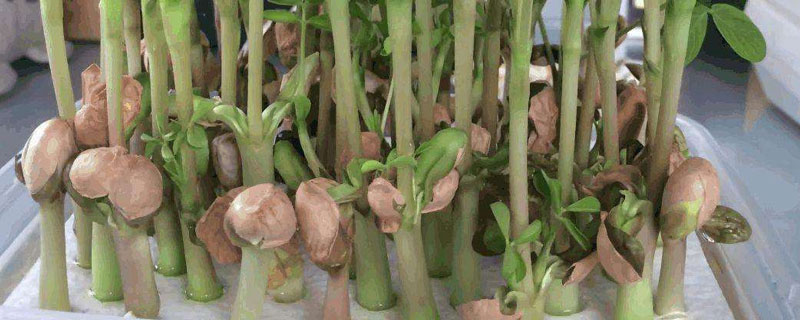 花生芽種植方法