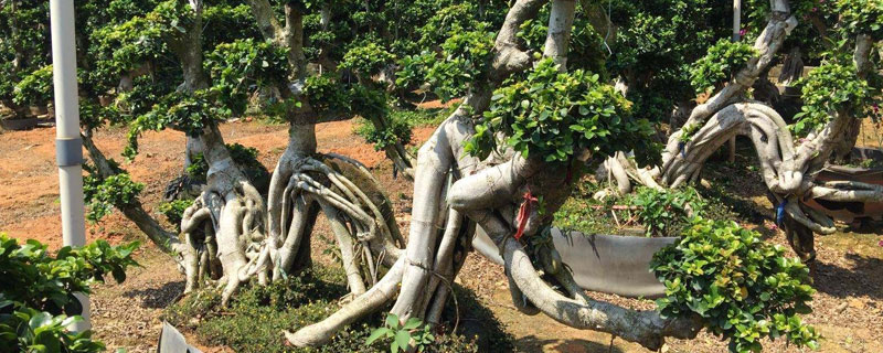 榕樹的養(yǎng)殖方法