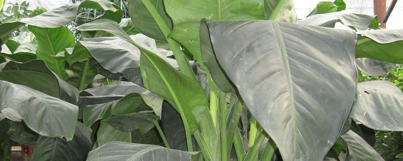 霸王玉的養(yǎng)殖方法