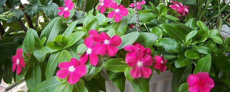 日日春的養殖方法