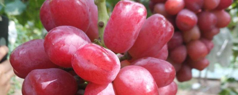 浪漫紅顏葡萄品種介紹